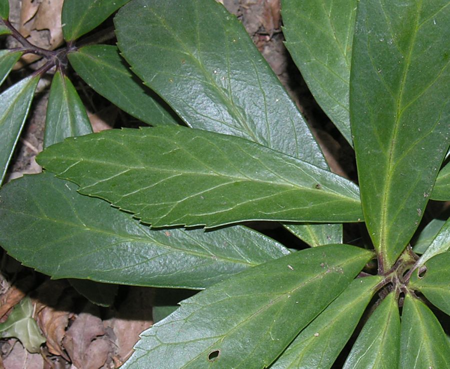 Helleborus niger